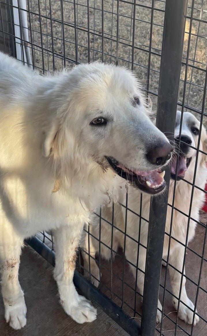 Enlarge Hank, a Adoptable Great Pyrenees in Winter Park, CO image 2/3