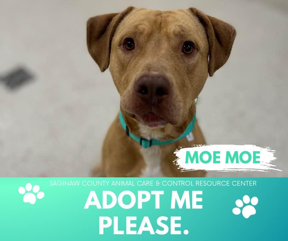 Enlarge MOE MOE, a Adoptable mixed breed in Saginaw, MI image 1/1