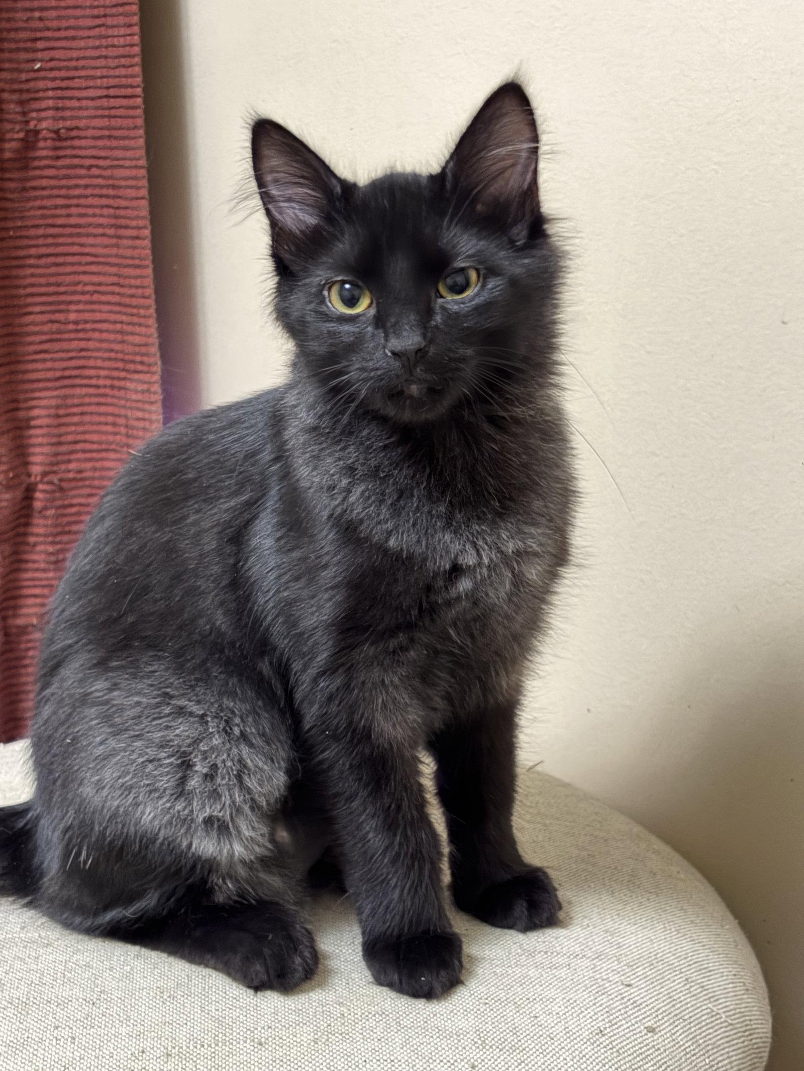 Enlarge Lucinda, a Adopted Domestic Short Hair in Eureka, MO image 1/3