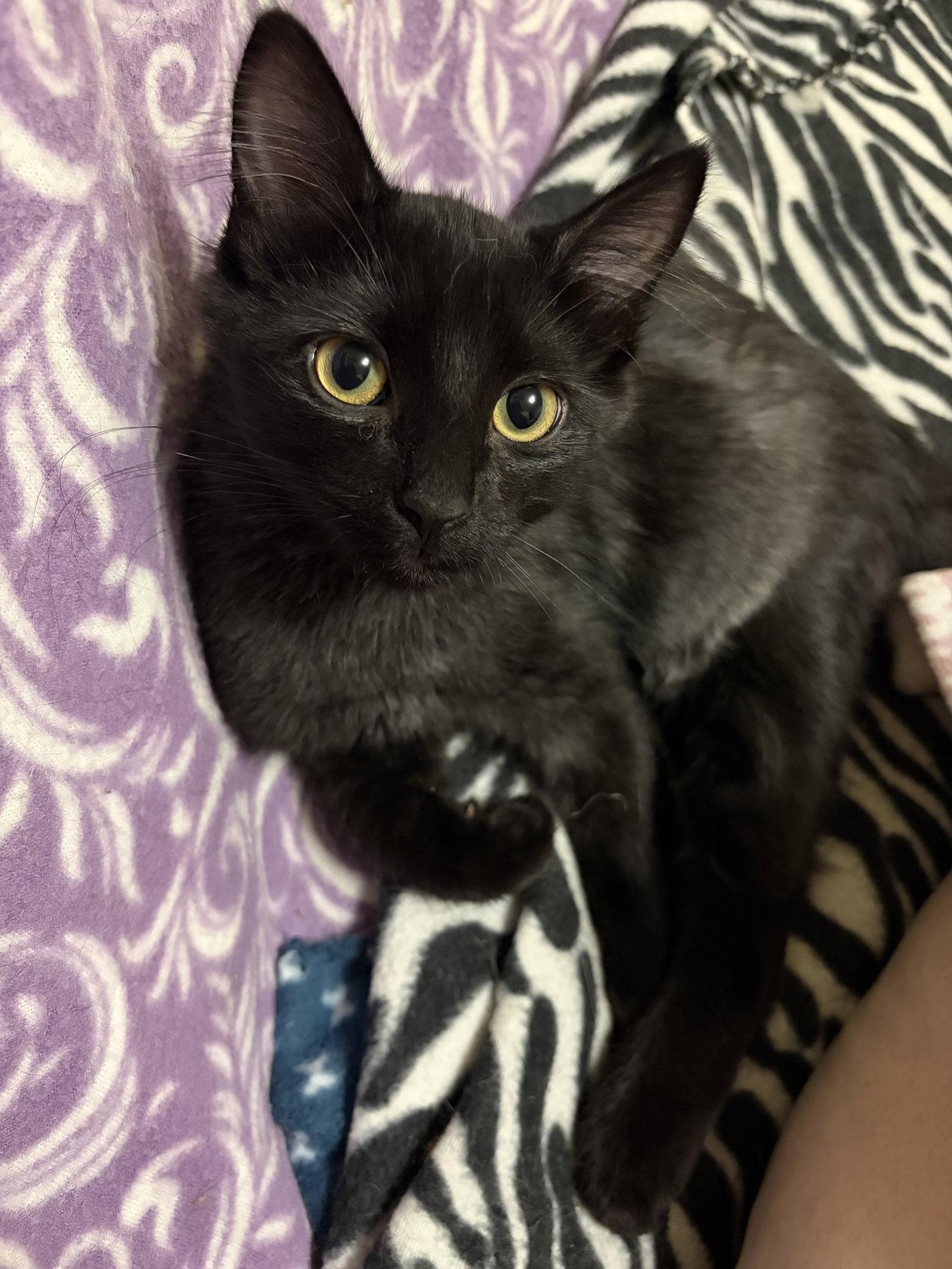 Enlarge Lucinda, a Adopted Domestic Short Hair in Eureka, MO image 2/3