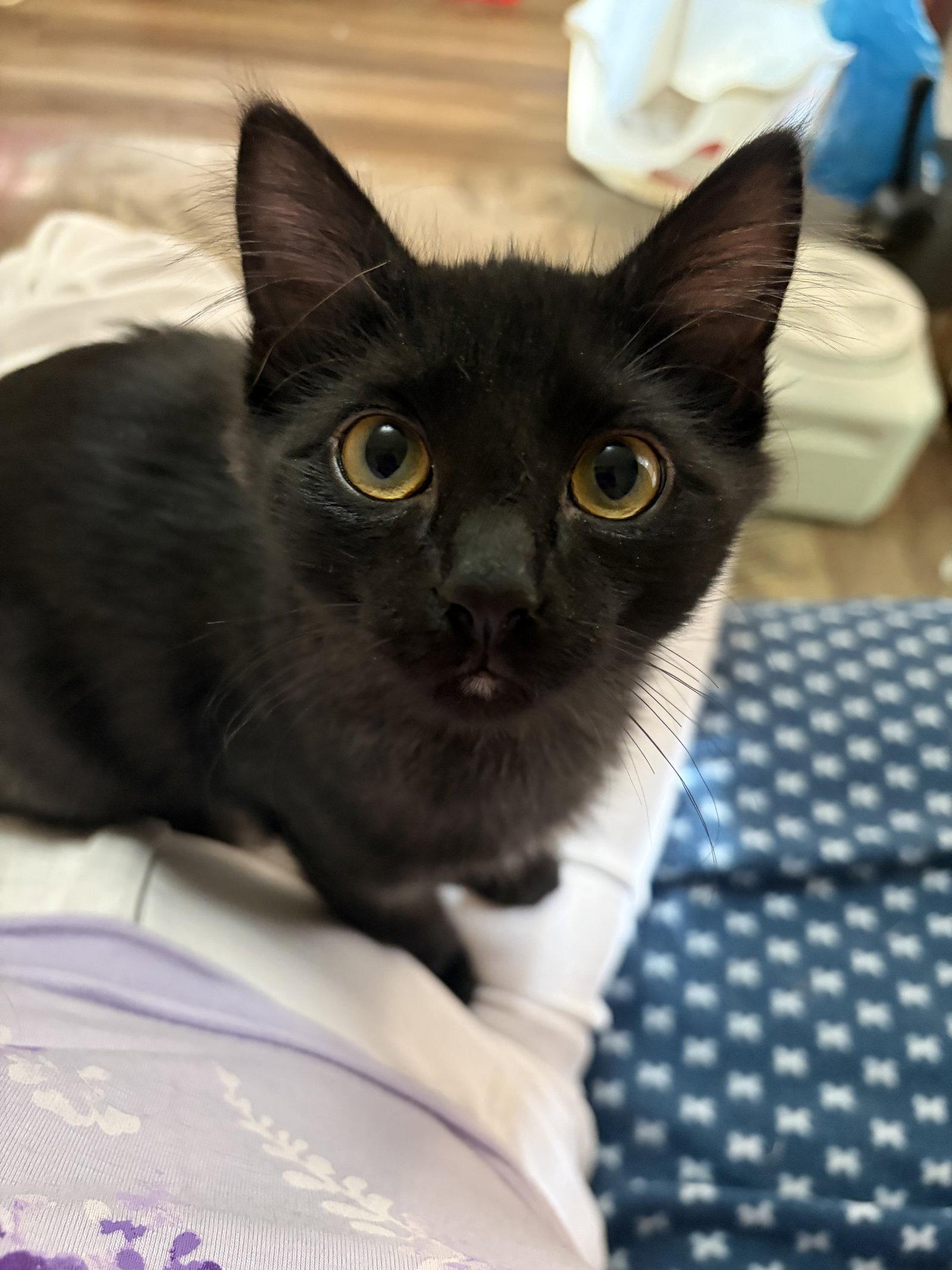 Enlarge Lucinda, a Adopted Domestic Short Hair in Eureka, MO image 3/3