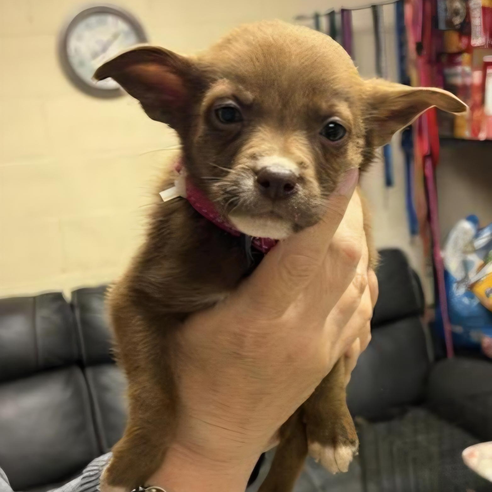 Polly, adopted, Puppy Female Pit Bull Terrier.