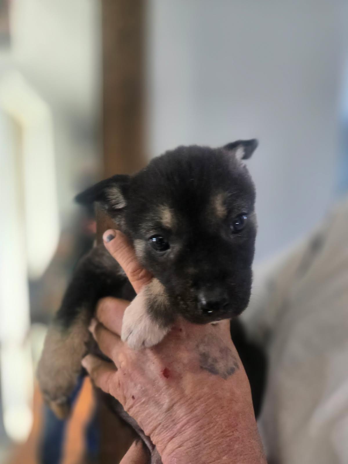 Enlarge Ada, a ADOPTABLE mixed breed in Saskatoon, SK image 2/4