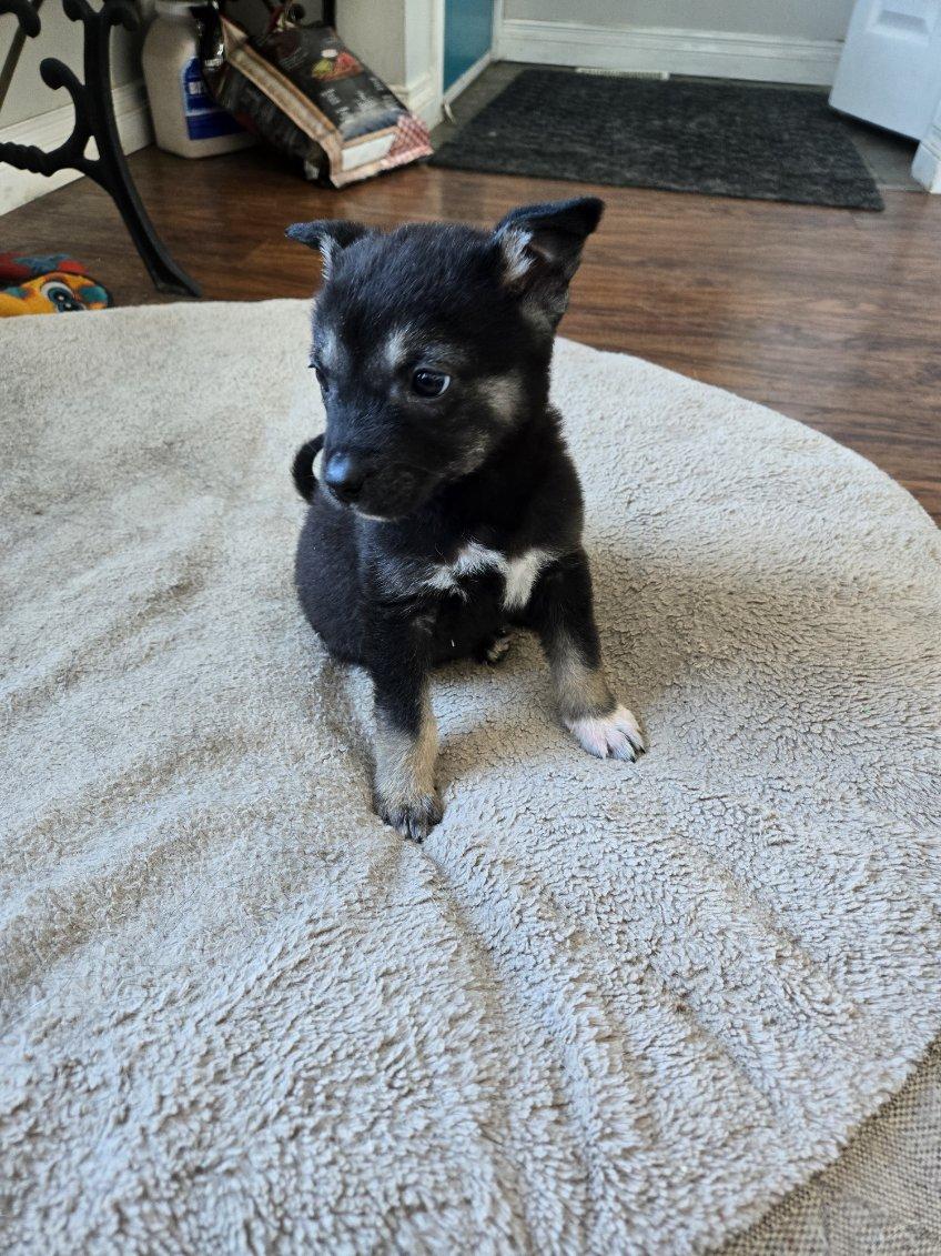 Enlarge Ada, a ADOPTABLE mixed breed in Saskatoon, SK image 4/4