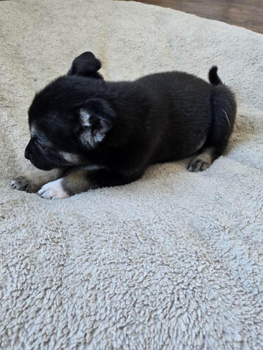 Enlarge Ada, a ADOPTABLE mixed breed in Saskatoon, SK image 3/4