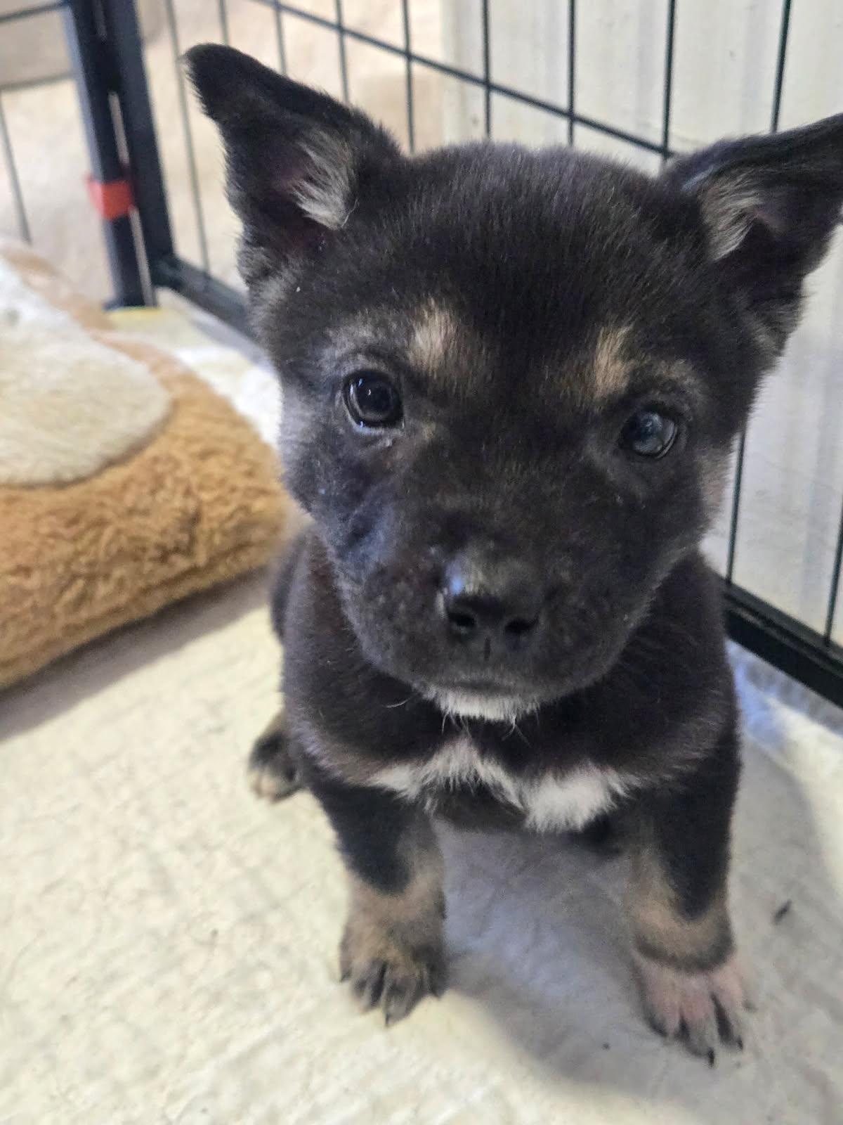 Ada, ADOPTABLE, Puppy Female Mixed Breed.