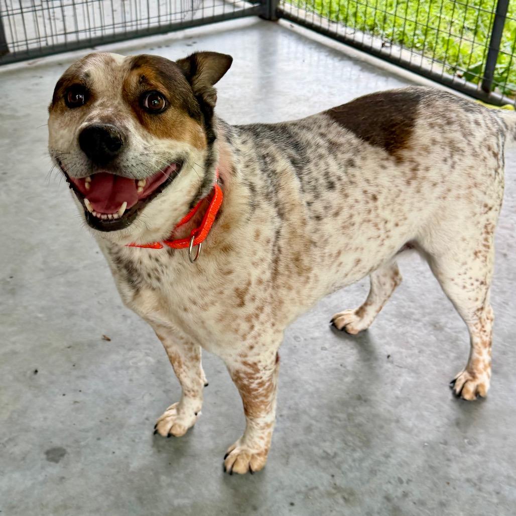 Luke (MY26-20), Adoptable, Senior Male Cattle Dog & Mixed Breed.