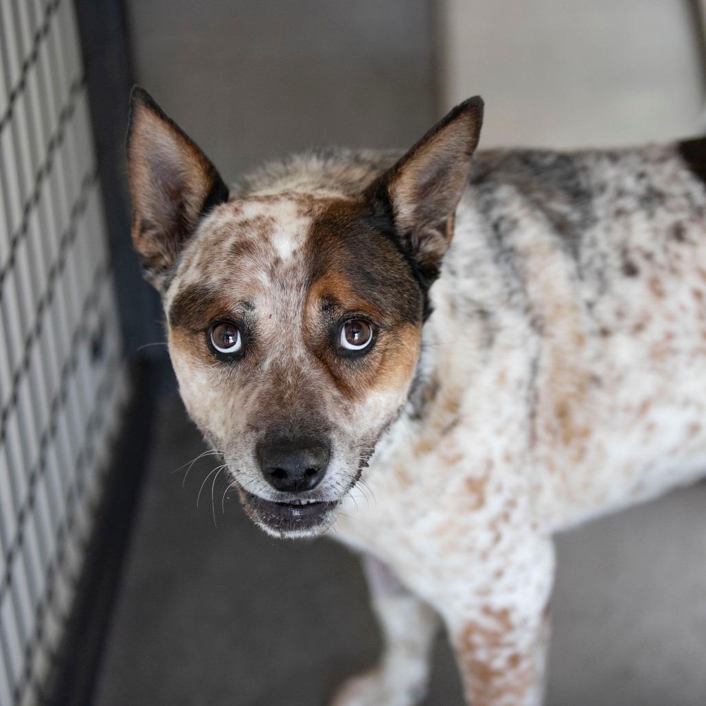 Enlarge Luke (MY26-20), a Adoptable mixed breed in Peyton, CO image 2/6