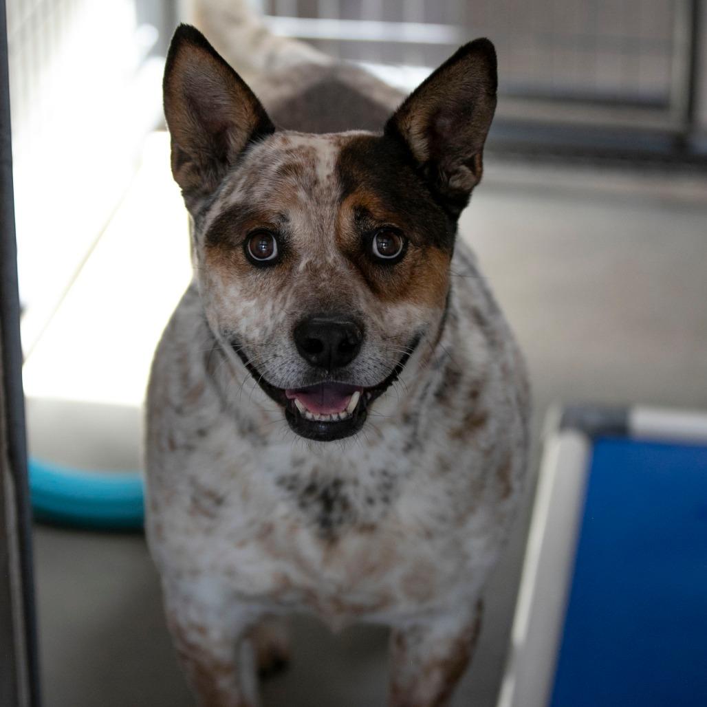 Enlarge Luke (MY26-20), a Adoptable mixed breed in Peyton, CO image 3/6
