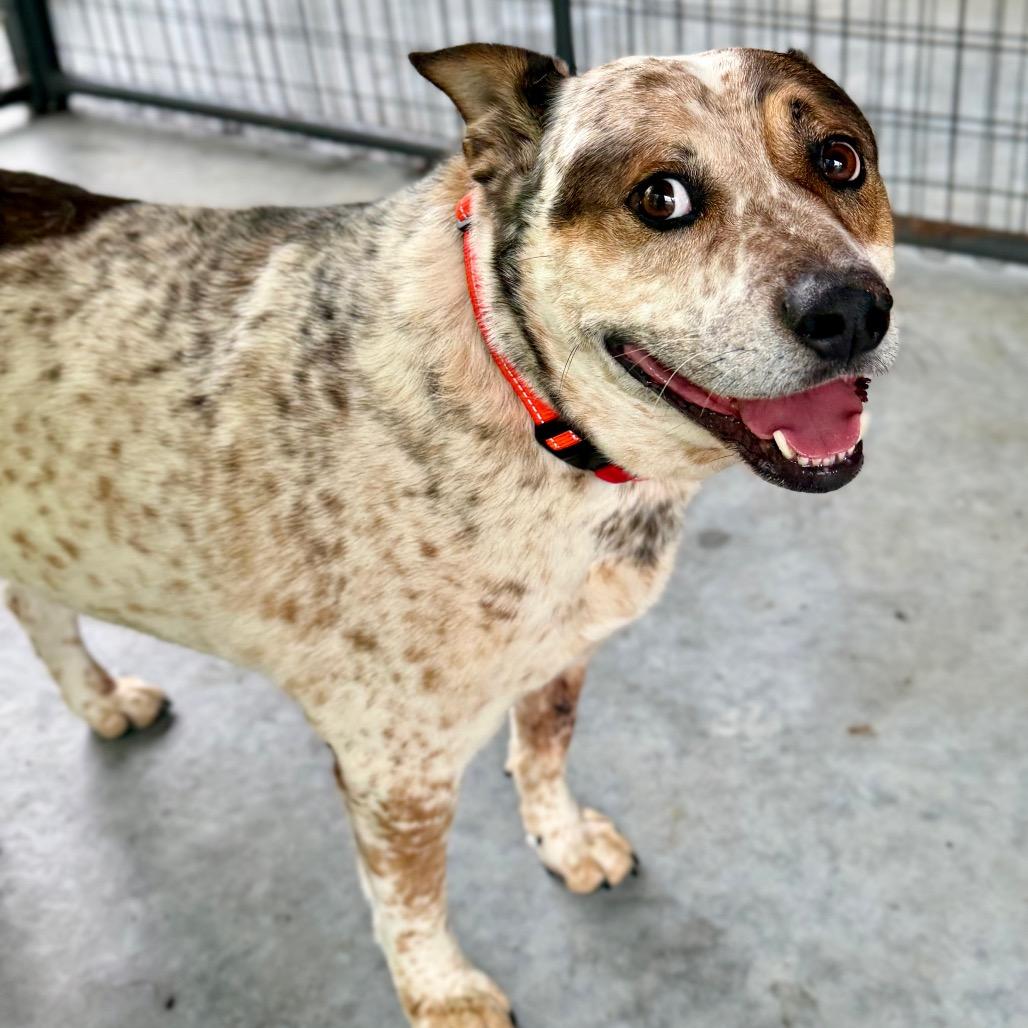 Enlarge Luke (MY26-20), a Adoptable mixed breed in Peyton, CO image 4/6