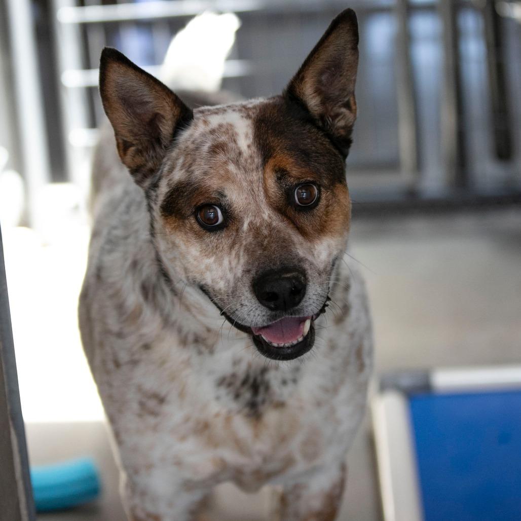 Enlarge Luke (MY26-20), a Adoptable mixed breed in Peyton, CO image 5/6