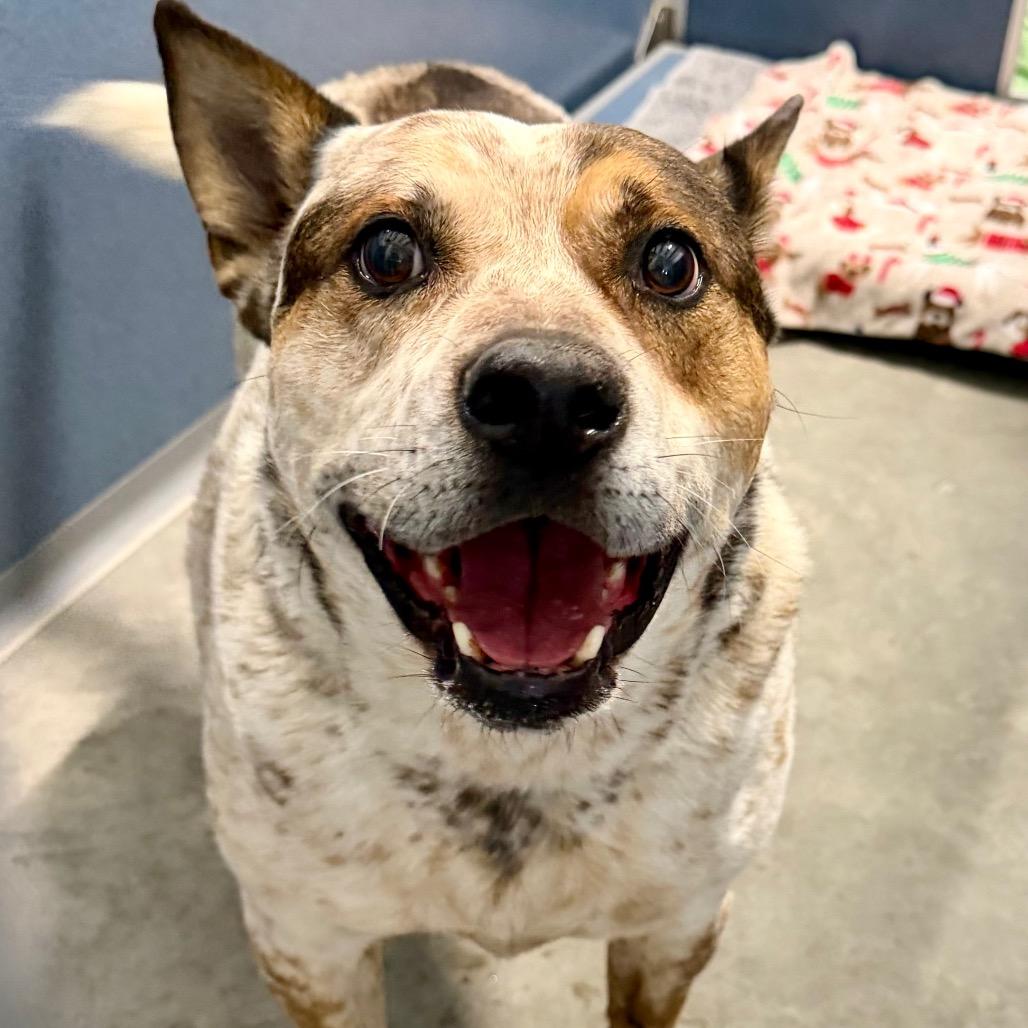 Enlarge Luke (MY26-20), a Adoptable mixed breed in Peyton, CO image 6/6