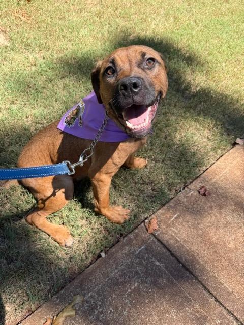 Enlarge REY, a Adoptable mixed breed in Alpharetta, GA image 1/6