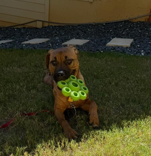 Enlarge REY, a Adoptable mixed breed in Alpharetta, GA image 3/6