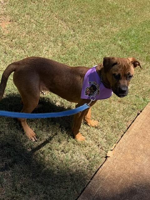 Enlarge REY, a Adoptable mixed breed in Alpharetta, GA image 2/6