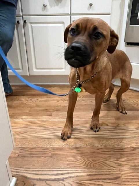 Enlarge REY, a Adoptable mixed breed in Alpharetta, GA image 4/6