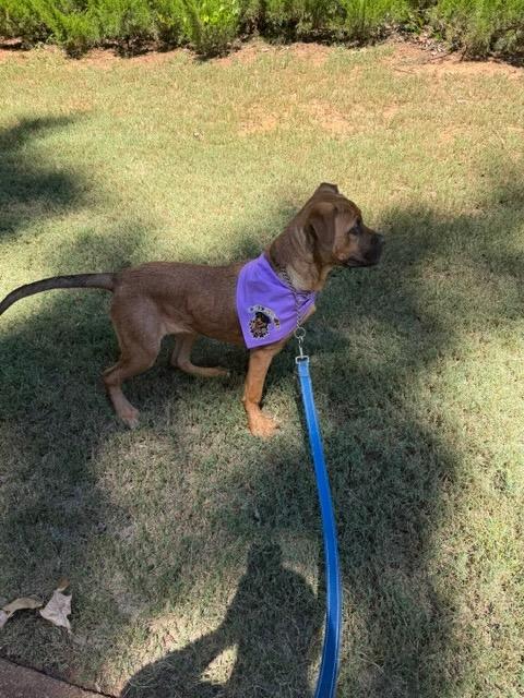 Enlarge REY, a Adoptable mixed breed in Alpharetta, GA image 6/6