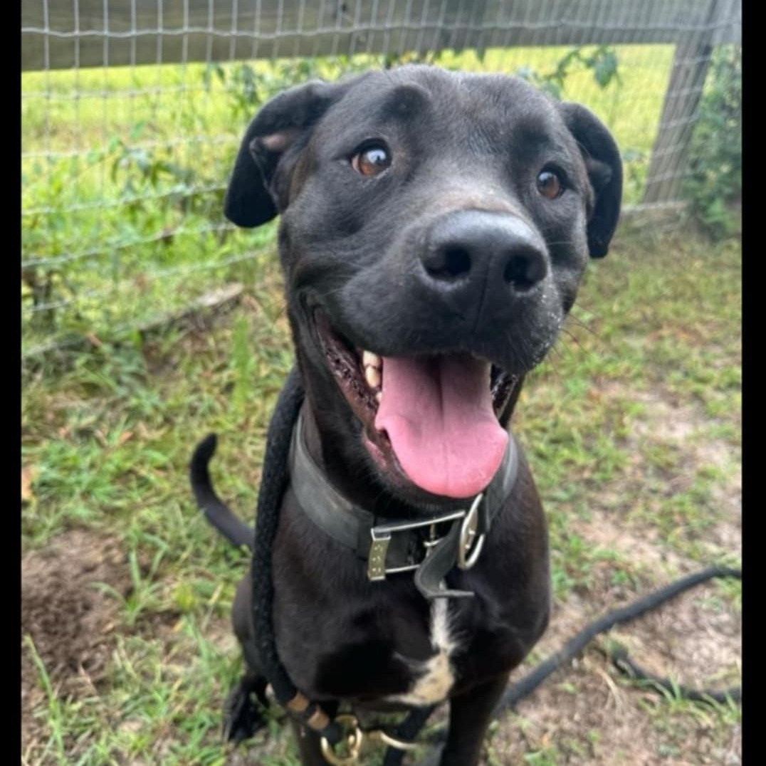 Kyzer, Adult Male Pit Bull Terrier
