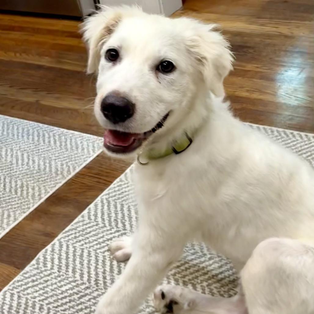 Enlarge Bentley, a Adopted Great Pyrenees in Libertyville, IL image 2/5