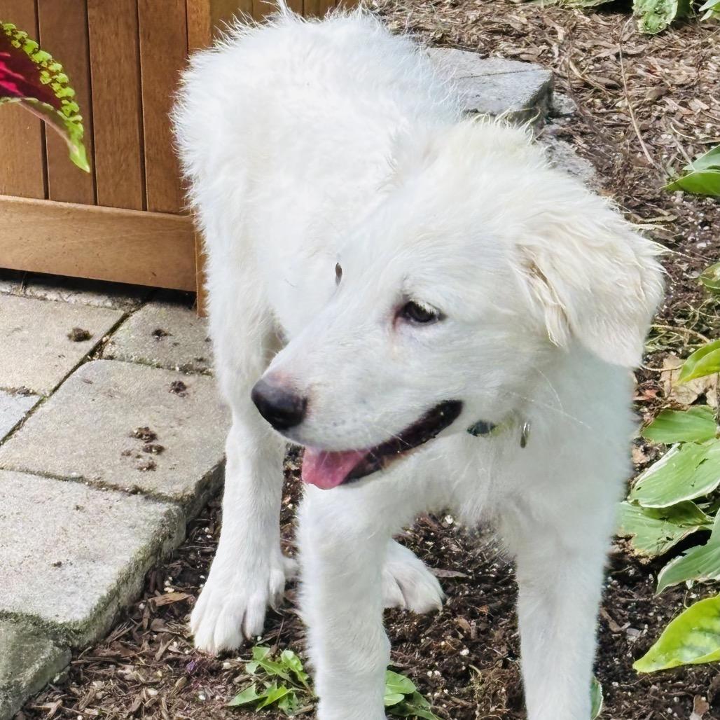 Enlarge Bentley, a Adopted Great Pyrenees in Libertyville, IL image 3/5