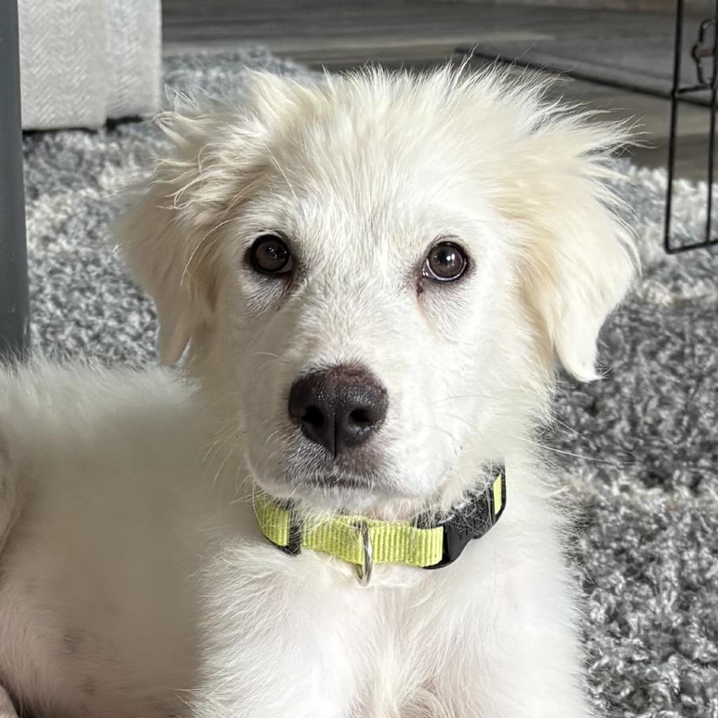 Bentley, Adopted, Puppy Male Great Pyrenees.