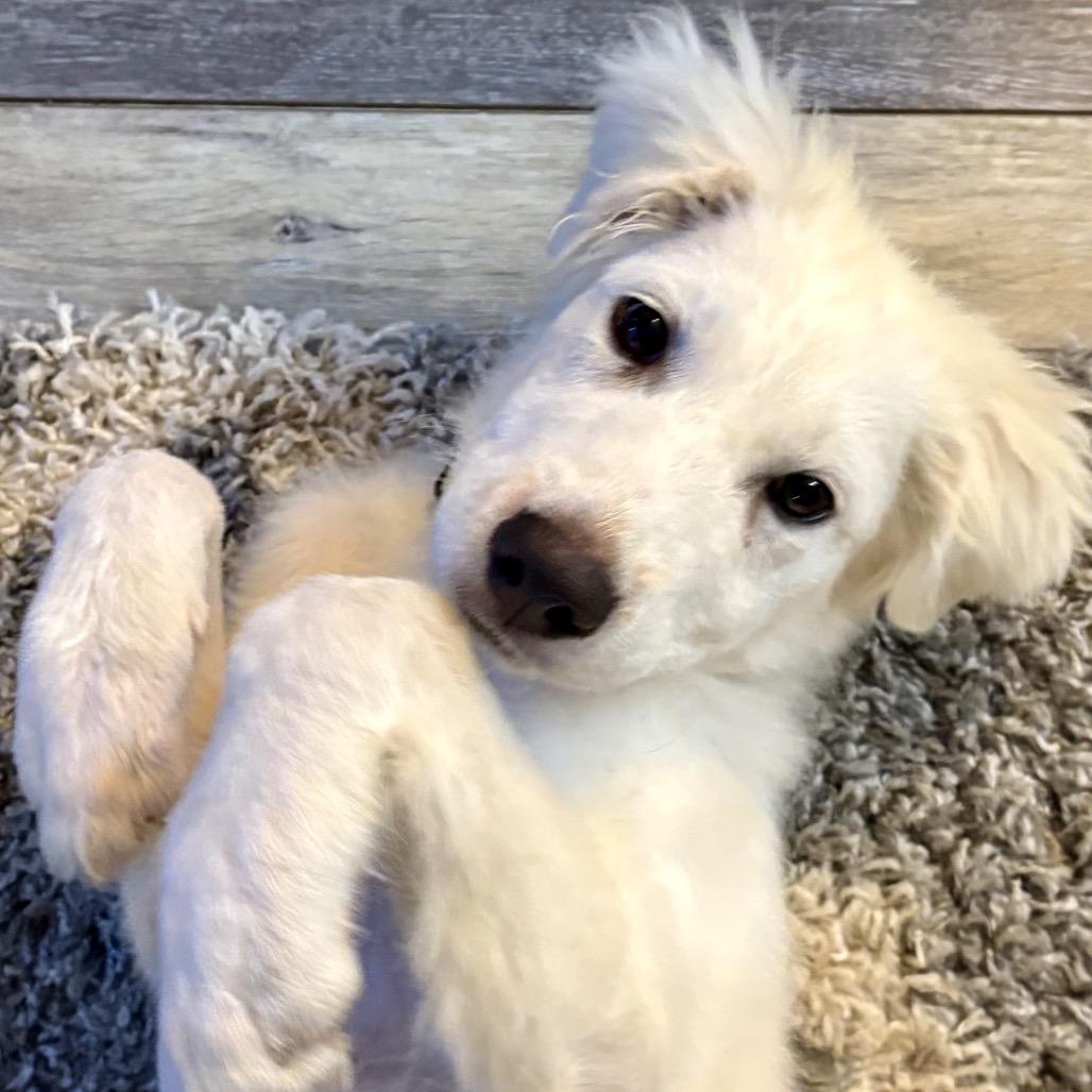 Enlarge Bentley, a Adopted Great Pyrenees in Libertyville, IL image 4/5