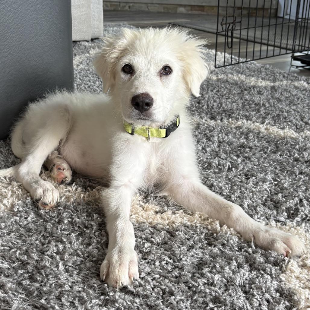 Enlarge Bentley, a Adopted Great Pyrenees in Libertyville, IL image 5/5