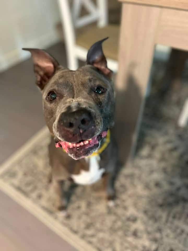 Gwen, a ADOPTABLE Pit Bull Terrier in Portland , OR image 6/6