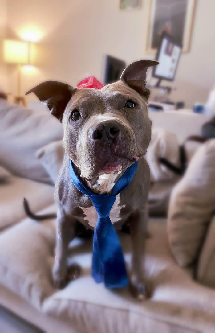 Gwen, ADOPTABLE, Senior Female Pit Bull Terrier.