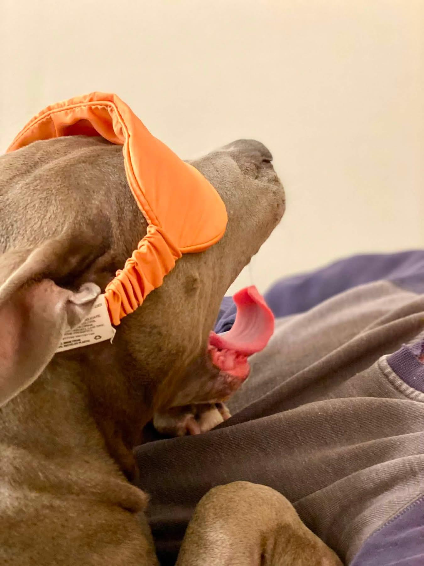 Gwen, a ADOPTABLE Pit Bull Terrier in Portland , OR image 5/6