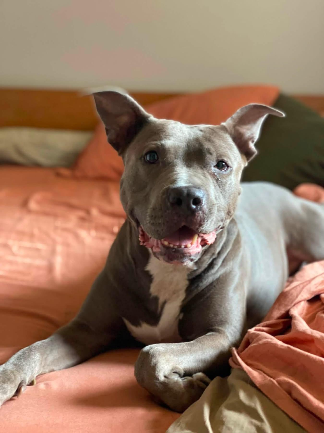 Gwen, a ADOPTABLE Pit Bull Terrier in Portland , OR image 2/6