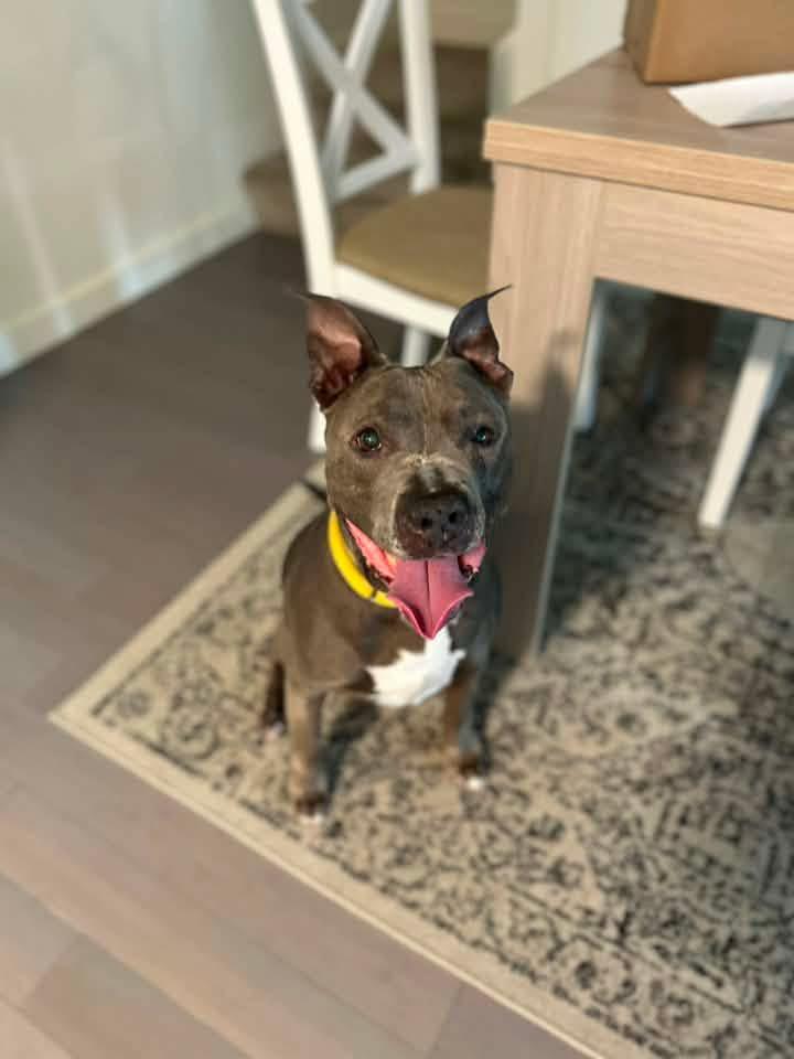 Gwen, a ADOPTABLE Pit Bull Terrier in Portland , OR image 3/6