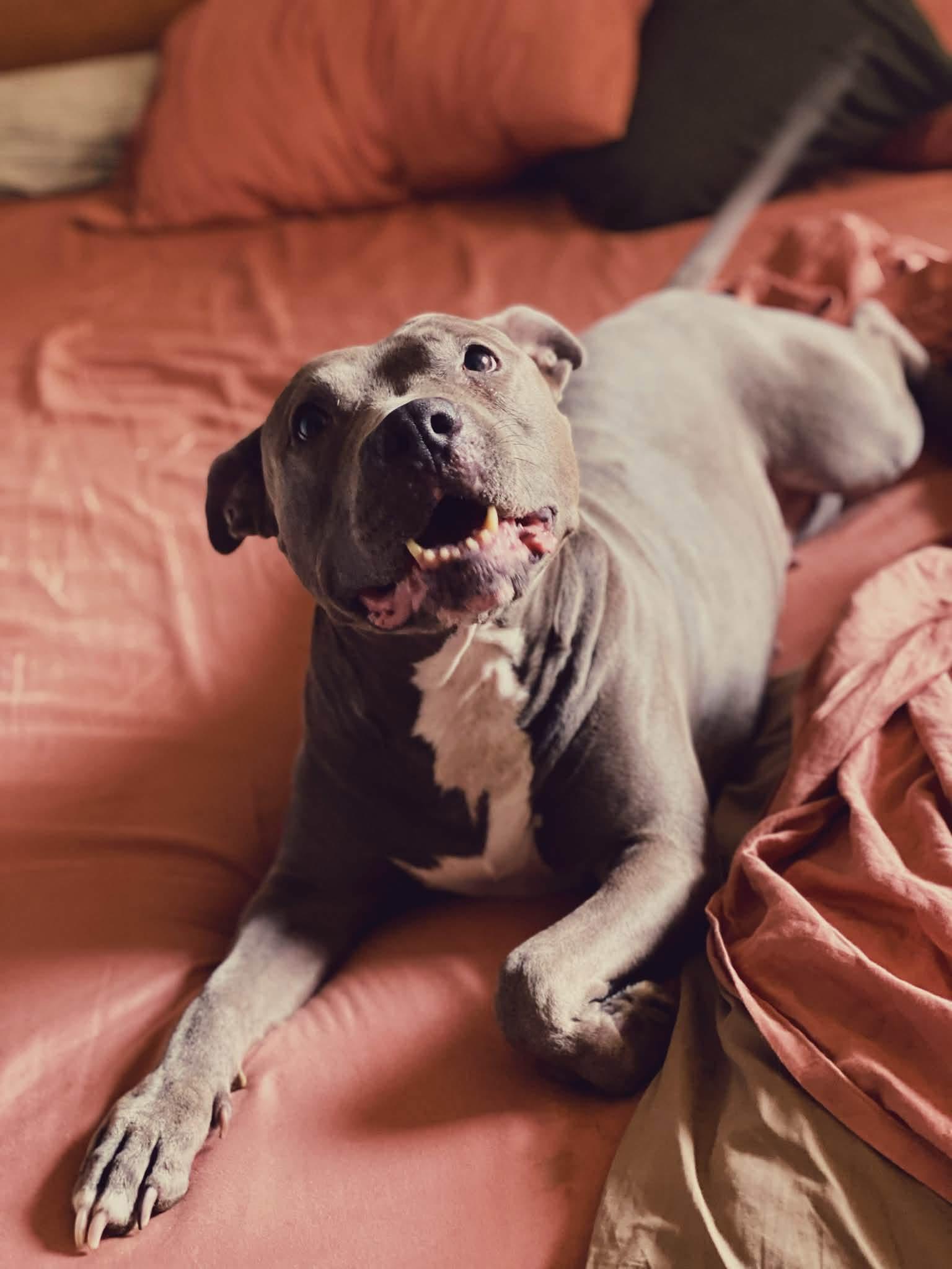 Gwen, a ADOPTABLE Pit Bull Terrier in Portland , OR image 4/6