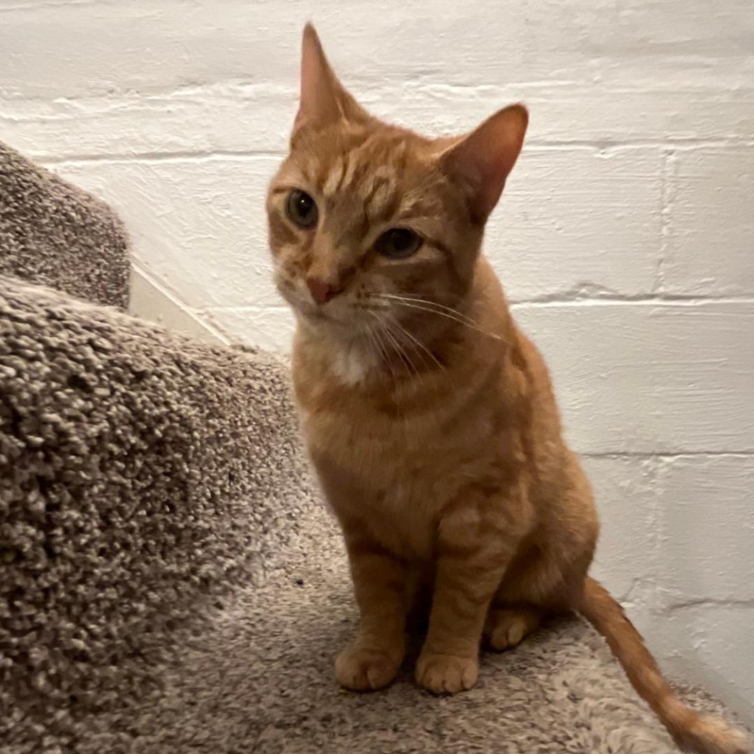 Candace, ADOPTABLE, Adult Female Domestic Short Hair.
