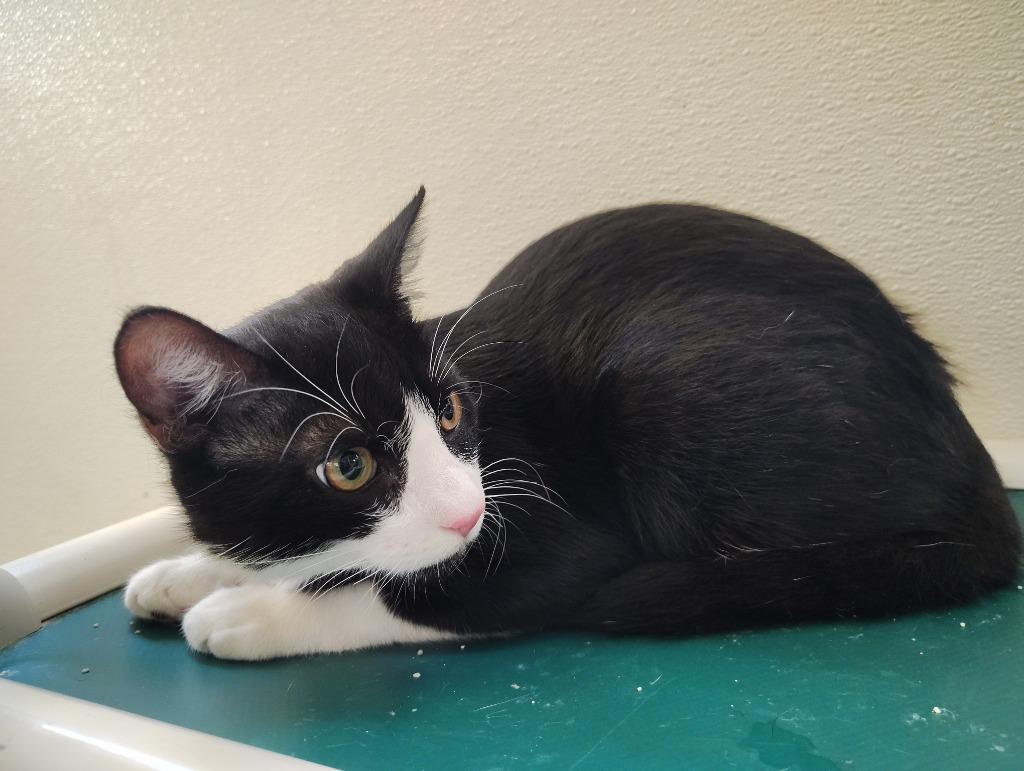 Figaro, Adopted, Kitten Male Domestic Short Hair.