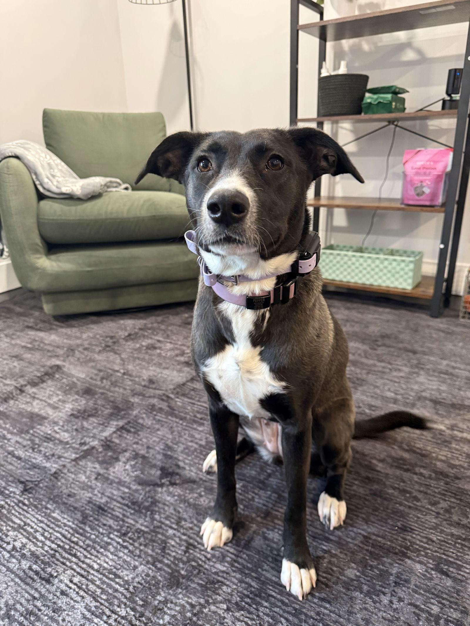 Enlarge Pepper, a Adoptable Border Collie in Duluth, MN image 1/3