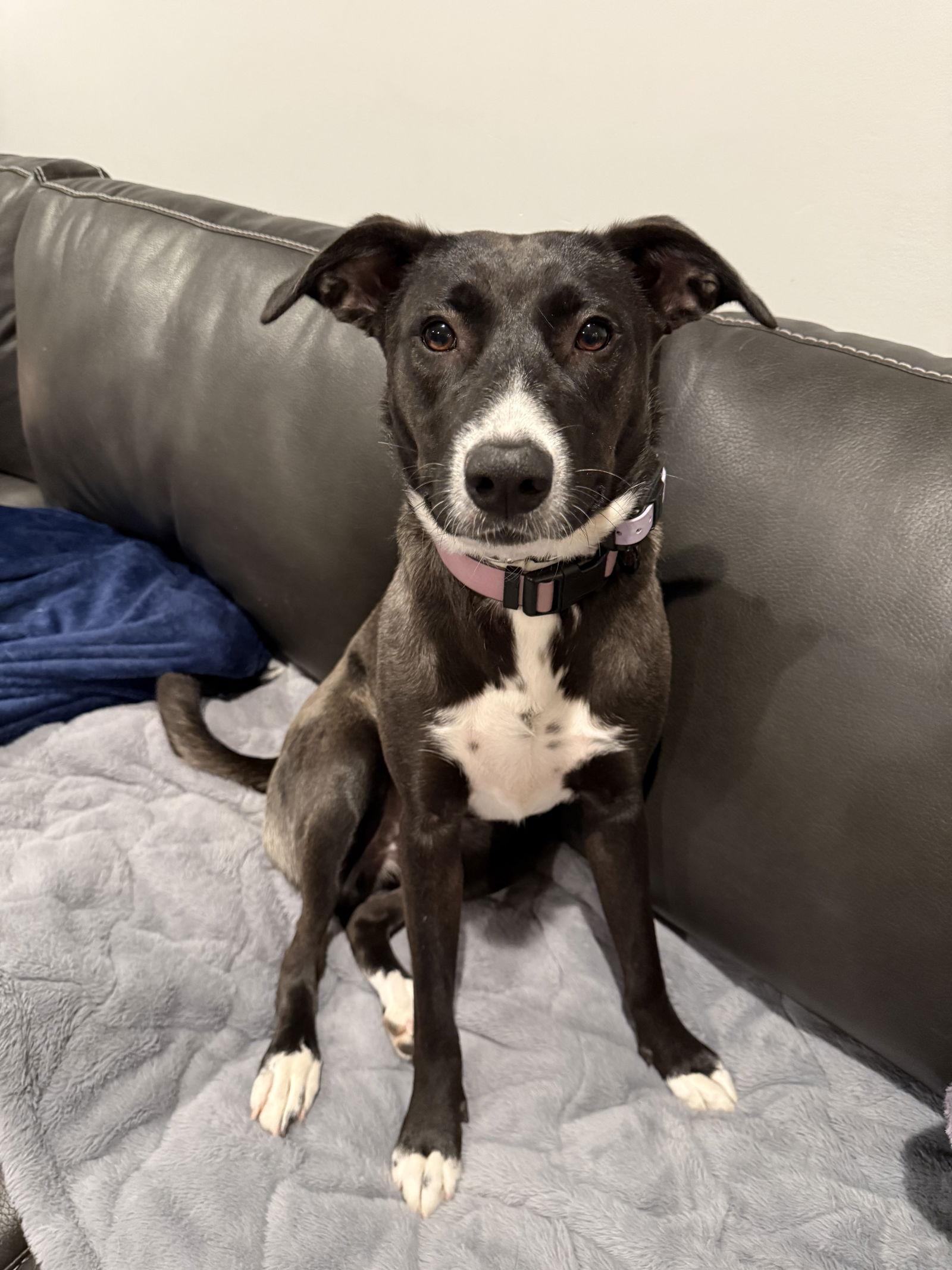 Enlarge Pepper, a Adoptable Border Collie in Duluth, MN image 2/3