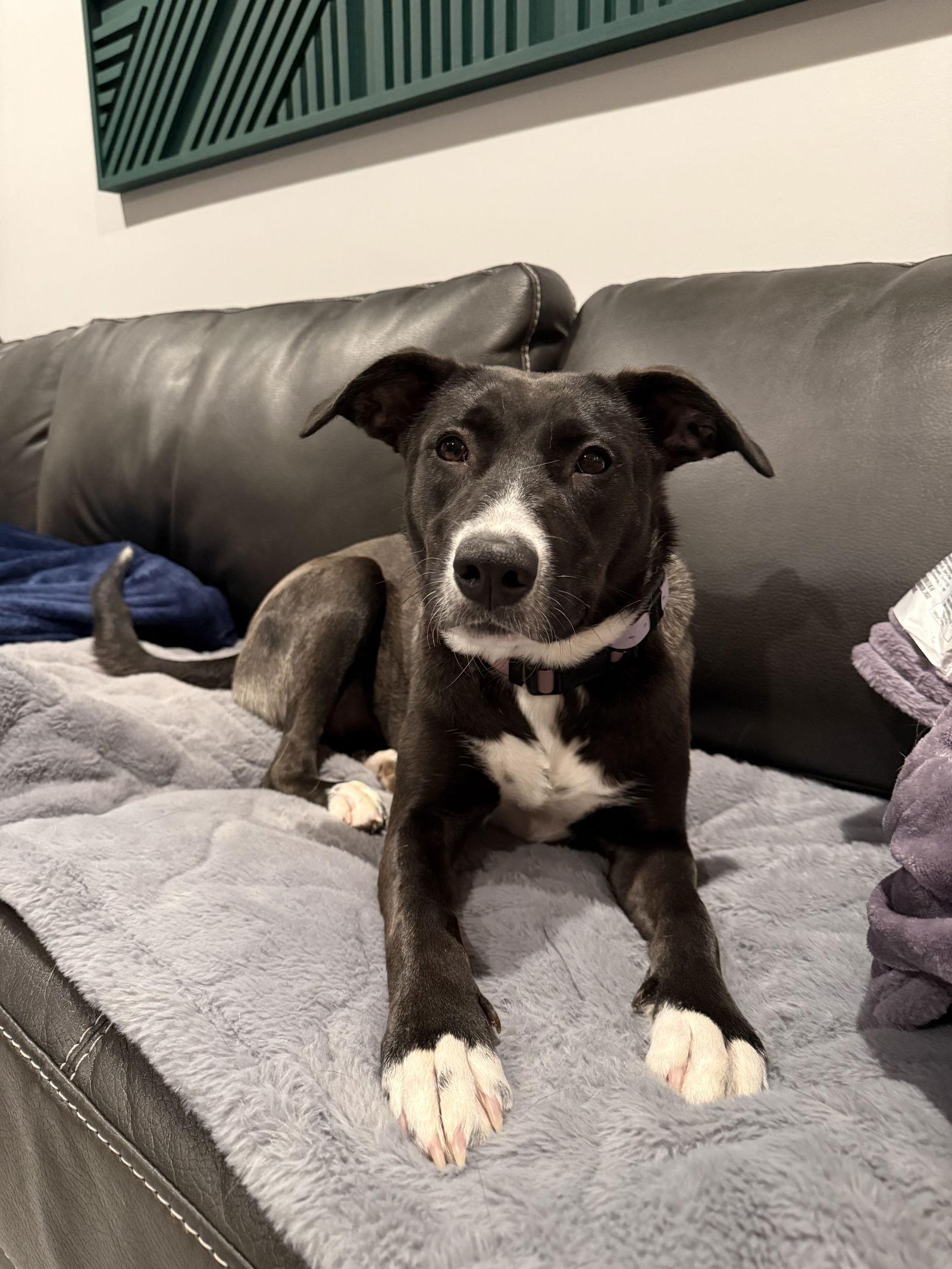 Enlarge Pepper, a Adoptable Border Collie in Duluth, MN image 3/3