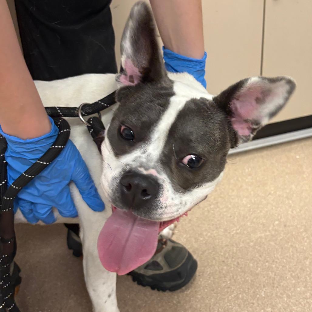 Jolly A2235571, a Adoptable Pit Bull Terrier in San Antonio, TX image 2/2