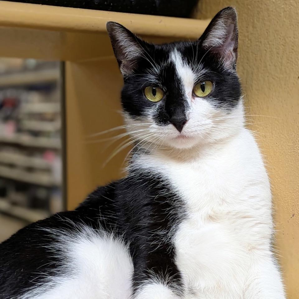 Arizona, a Adoptable Domestic Short Hair in Marion, IL image 1/5