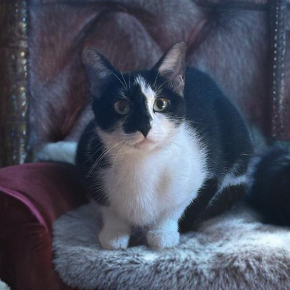 Arizona, a Adoptable Domestic Short Hair in Marion, IL image 5/5