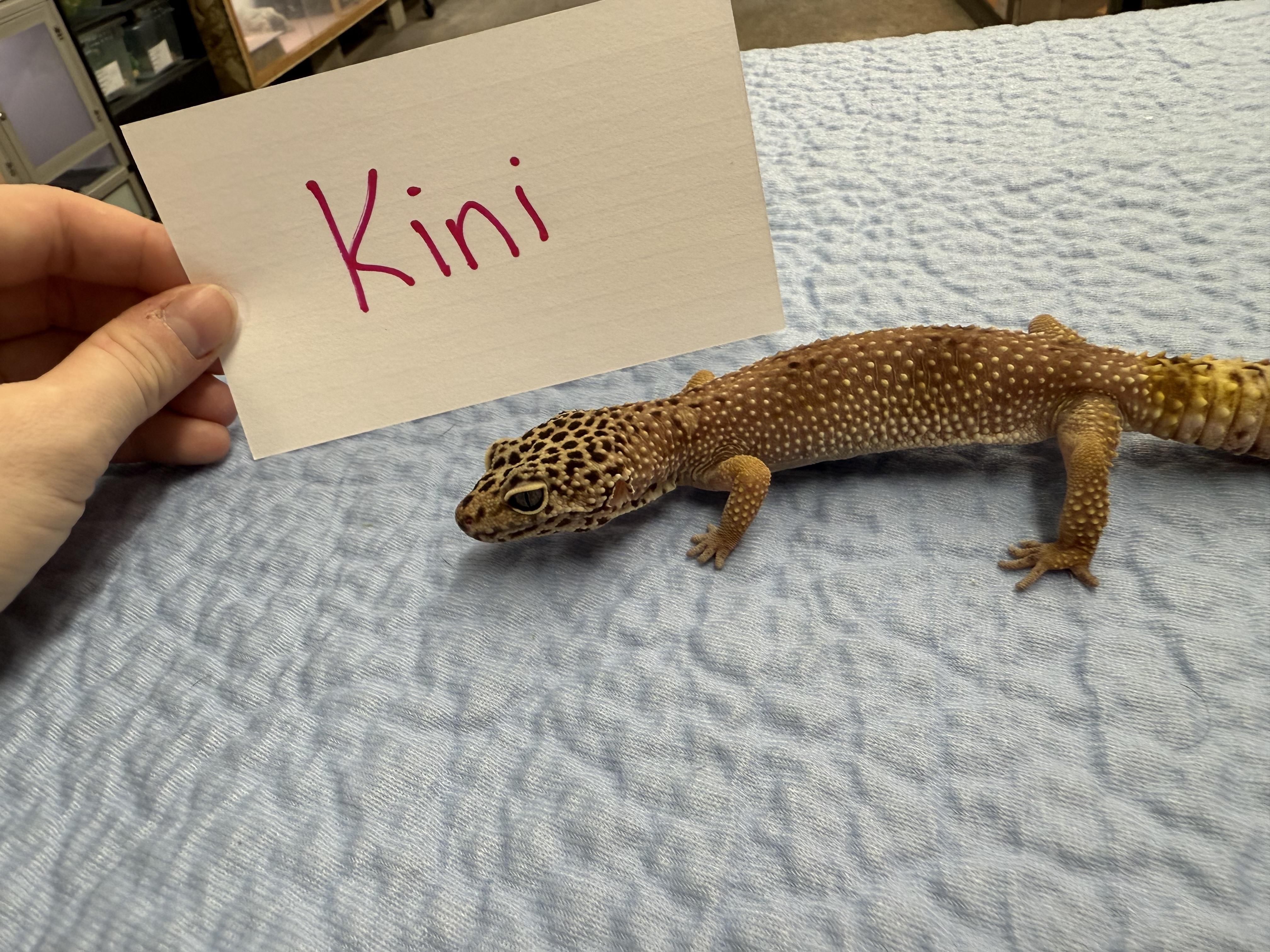 Kini, a Adoptable Gecko in Tacoma, WA image 2/2