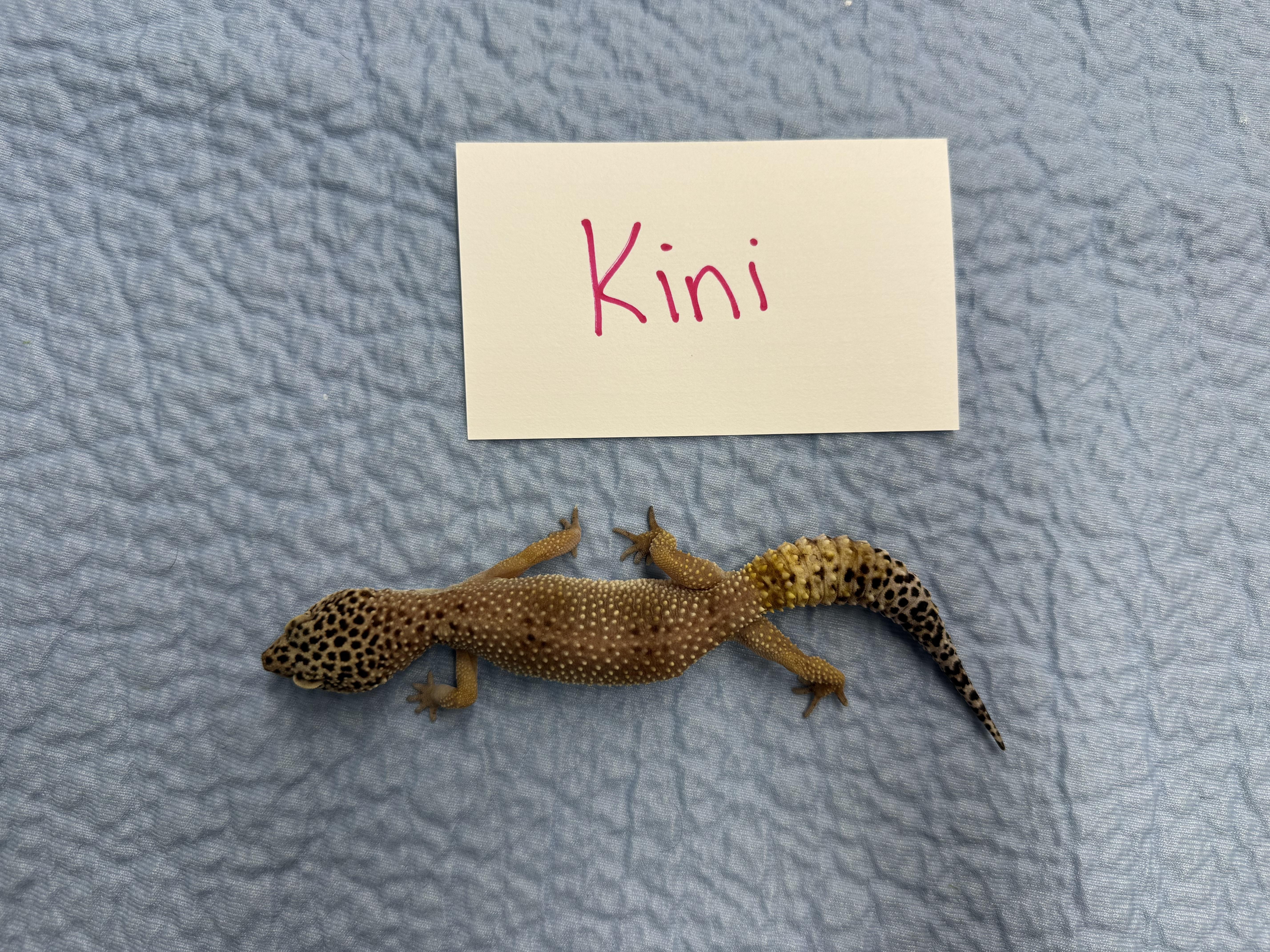 Kini, Adoptable, Adult Female Gecko.
