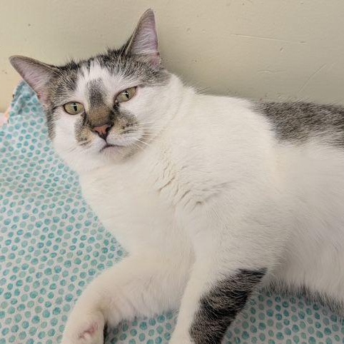 Mambo, an adoptable Domestic Short Hair in Lake Orion, MI image 3/6