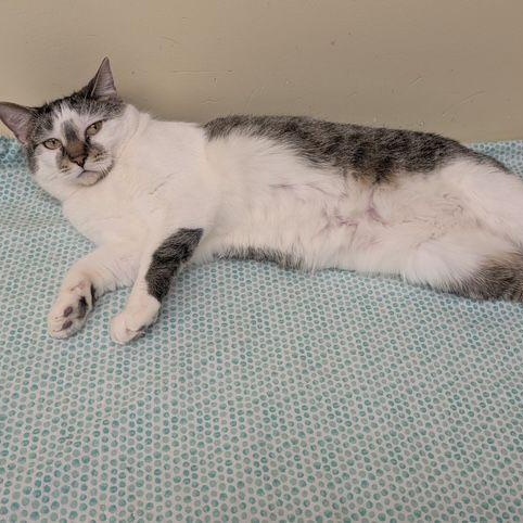 Mambo, an adoptable Domestic Short Hair in Lake Orion, MI image 2/6