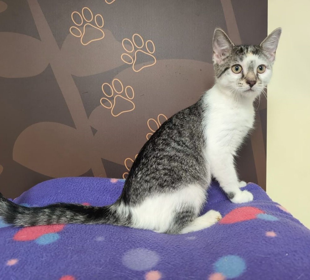 Mambo, an adoptable Domestic Short Hair in Lake Orion, MI image 5/6