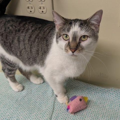 Mambo, an adoptable Domestic Short Hair in Lake Orion, MI image 1/6