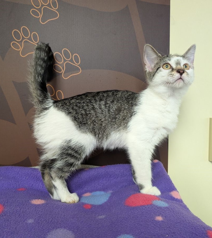 Mambo, an adoptable Domestic Short Hair in Lake Orion, MI image 6/6