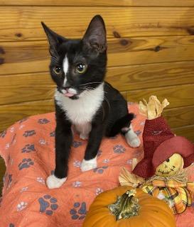 Aiah - adorable tuxedo who loves attention and cuddles