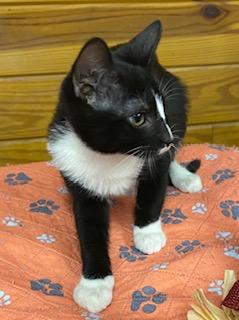 Aiah - adorable tuxedo who loves attention and cuddles
